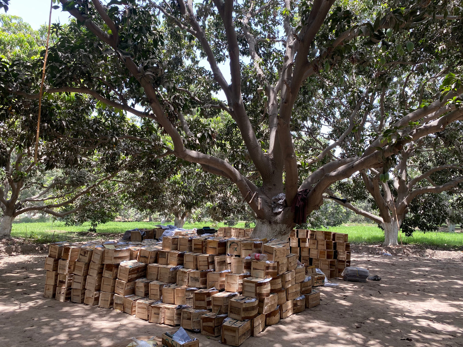 Pakistan Mango Season Calendar 2026 — When Each Variety Ripens