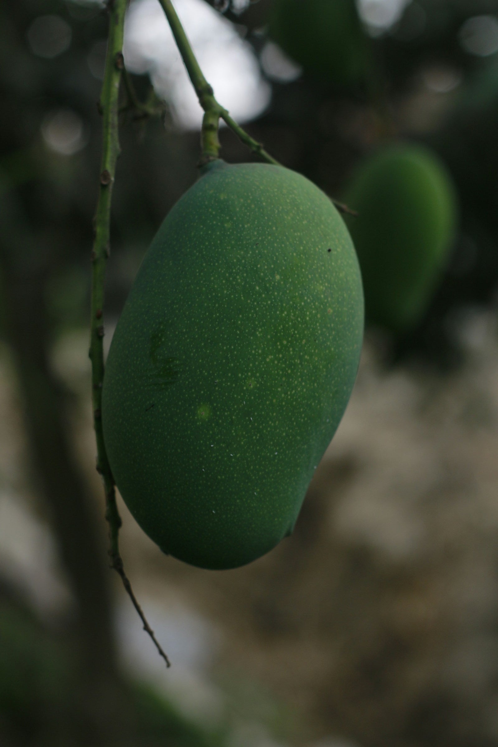 Mango Nutrition Facts — Calories, Vitamins, Health Benefits