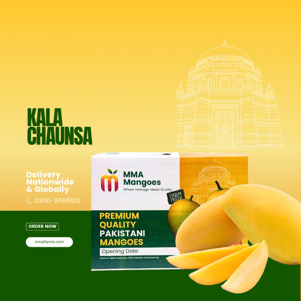 Black Chaunsa (Kala Chaunsa) mango box from MMA Farms, Multan