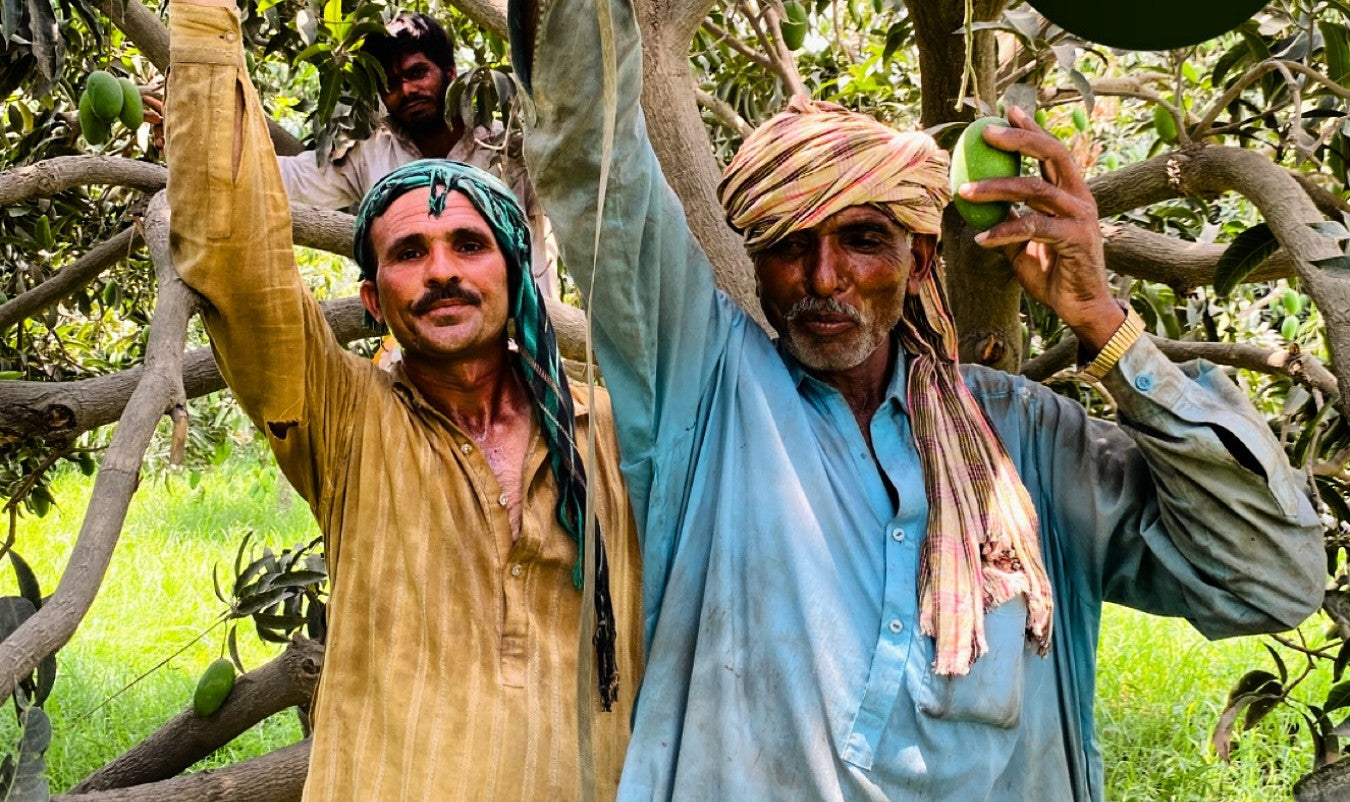 MMA Farms growers handpicking fresh mangoes in the family orchard in Multan